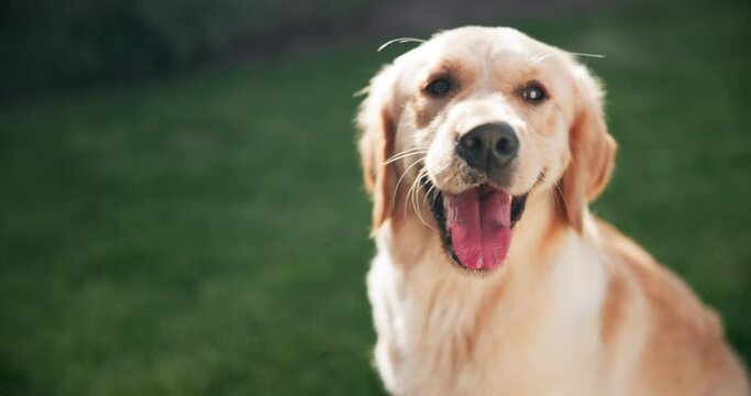 Relax, dog or pet outdoor on grass panting for happy, healthy and care free in park for summer fun. Animal, puppy or golden retriever in nature calm for break, rest and comfortable in backyard