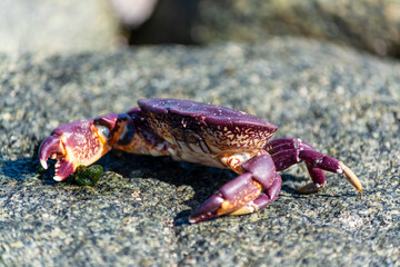 Jaiba Mora (Homalaspis plana)