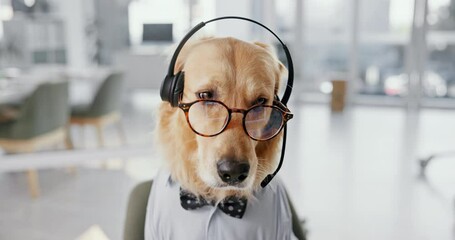 Office, glasses and professional dog with headset, support or online networking for animal at desk. Consultant, agent or Golden Retriever at call center with business career in pet friendly workplace