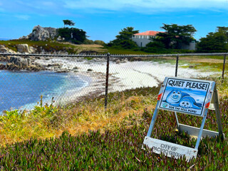 Harbor Seals Pulp Do Not Disturb Signal Placed on Protected Wildlife Beach Observation Area in...