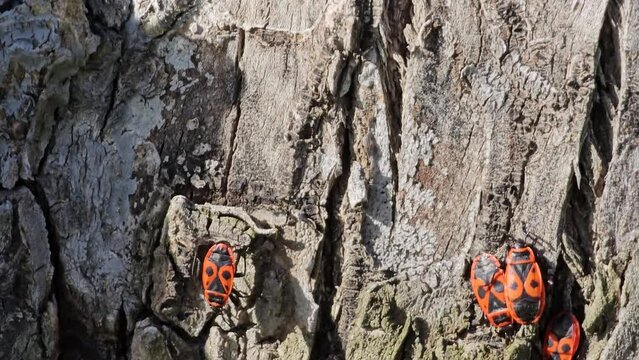 Colony of Pyrrocoris Apterus nests on the trunk of an acacia tree. Red spotted beetles or Pyrrocoris Apterus on bark.
