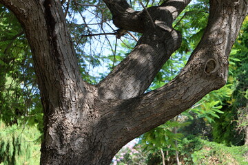 Part of a tall tree trunk close up.