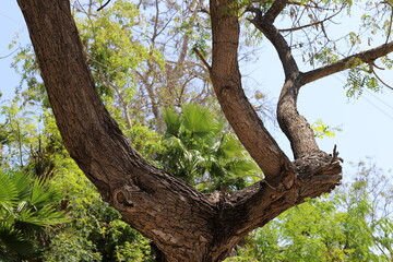 Part of a tall tree trunk close up.