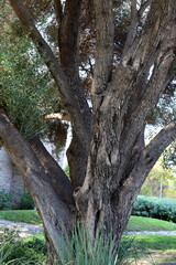 Part of a tall tree trunk close up.