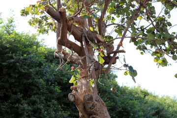 Part of a tall tree trunk close up.