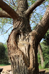 Part of a tall tree trunk close up.