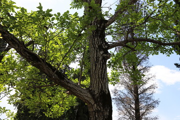 Part of a tall tree trunk close up.