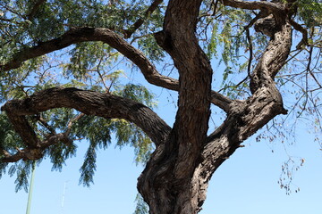 Fototapeta premium Part of a tall tree trunk close up.