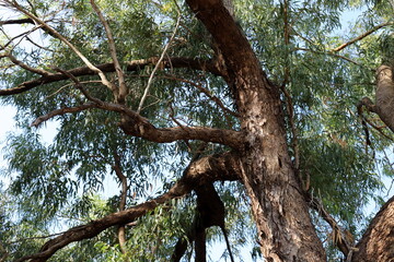 Part of a tall tree trunk close up.
