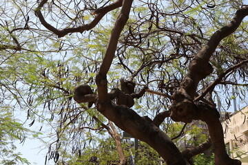 Part of a tall tree trunk close up.
