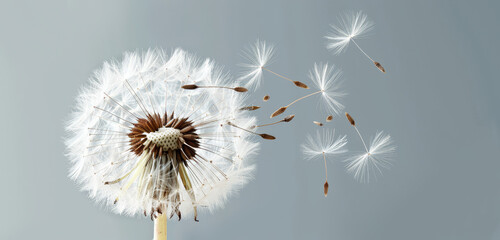 Close-up of a dandelion releasing seeds against a grey background. Ideal for nature or spring-themed designs.