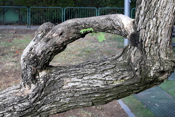 Obraz premium Part of a tall tree trunk close up.