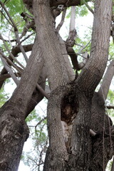 Part of a tall tree trunk close up.