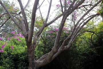 Part of a tall tree trunk close up.