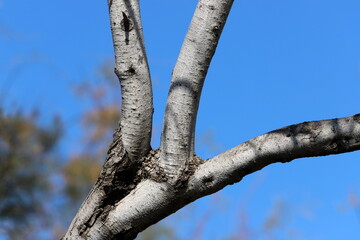 Part of a tall tree trunk close up.