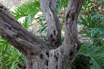 Obraz premium Part of a tall tree trunk close up.