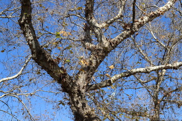 Part of a tall tree trunk close up.