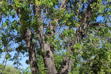 Part of a tall tree trunk close up.