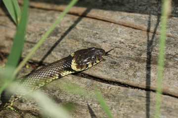 A hunting Grass Snake, Natrix natrix, poking out its forked tongue on a log at the edge of a river.