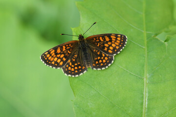 A rare Heath Fritillary Butterfly, Melitaea athalia, perching on a leaf in a woodland clearing.