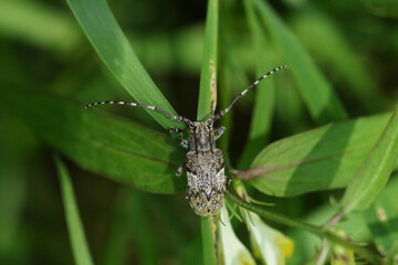 A White-clouded Longhorn Beetle, Mesosa nebulosa, resting on a blade of grass  in woodland.