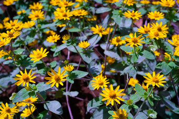 Obraz premium Photography of bunch of yellow daisy flowers in the garden. Abstract Background of natural scenery in amusement park. Graphic Resources. Background Photography. Nature photography concept