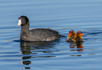 A mother Coot with her young on the calm waters of a lake