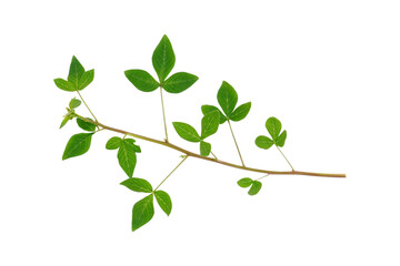 Obraz premium Green leaves branches isolated transparent