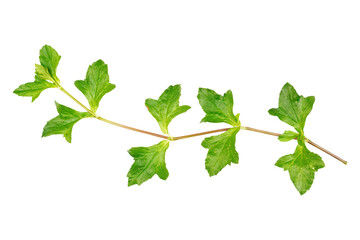 Green leaves branches isolated transparent