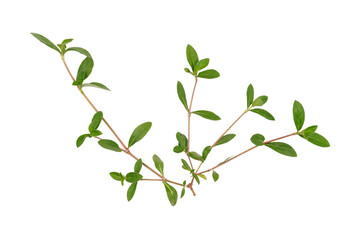 Green leaves branches isolated transparent