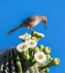 A Bendire's Thrasher feeding on a blossoming cactus in Chandler, AZ