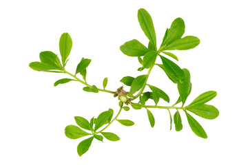 Green leaves branches isolated transparent