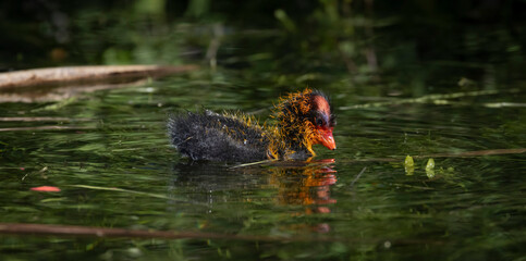 A baby coot chick swimming on a glassy surface of a lake.