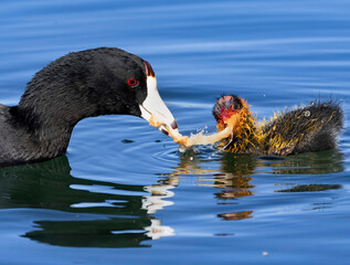 A mother Coot with her young on the calm waters of a lake