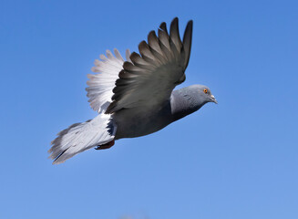 wing, dove, feather, flying, hope, bird, holy, free, isolated, spirit, pigeon, nature, purity, freedom, black, white, religion, peace, christmas, soaring, pentecost, animal, perfection, trinity, pure,