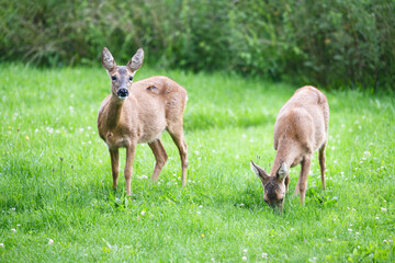 Two female roe deers grazing on the meadow. Wildlife scene from spring nature (Capreolus capreolus)