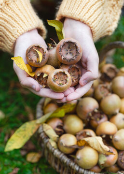 The girl's hands holding scattering of freshly picked ripe medlar fruits. Vegan food or harvesting concept. (Mespilus germanica)	View from above.