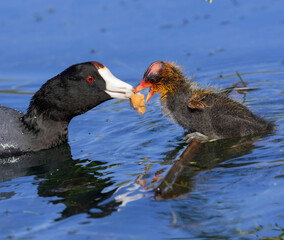 A mother Coot with her young on the calm waters of a lake