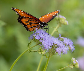 A Monarch Butterfly on a purple flower