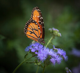 A Monarch Butterfly on a purple flower