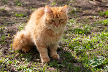 Yellow cat. Lying on the grass.
