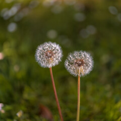 two dandelions in the grass.
Suitable for nature and outdoor