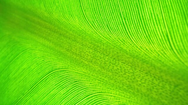 Up close, the banana leaf's textured canvas unfolds, a tapestry of verdant hues and intricate patterns. A testament to nature's craftsmanship, captured in exquisite detail. Green leaf background.
