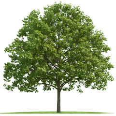 Obraz premium Large green oak tree watercolor illustration