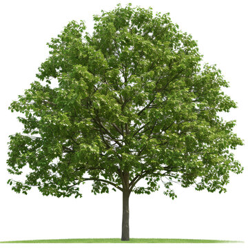 Large green oak tree watercolor illustration