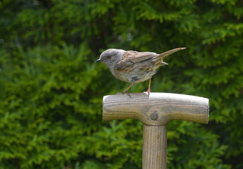 dunnock in the garden,heckenbraunelle im garten