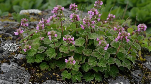 Common henbit also known as greater henbit is a type of Lamium that originates from Europe Asia and northern Africa