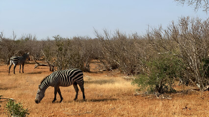 Safari im Tsavo East Nationalpark