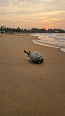 Puffer fish on the beach