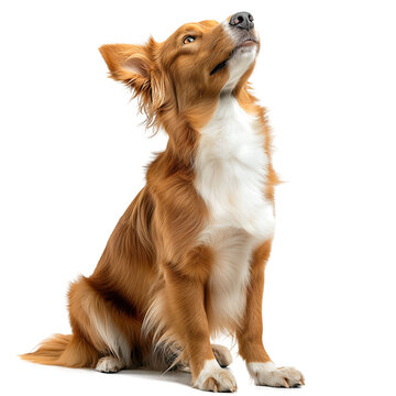 Golden retriever dog Sitting looking up on transparent background